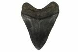 Fossil Megalodon Tooth - South Carolina #121418-2